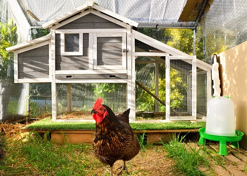 Chicken Coop Plans